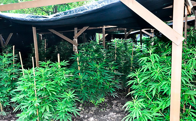 Установить затеняющую сетку для конопли