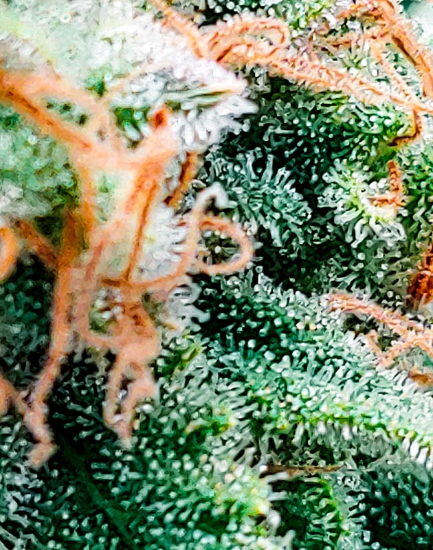 Трихомы на соцветиях