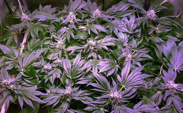 Невысокий куст конопли