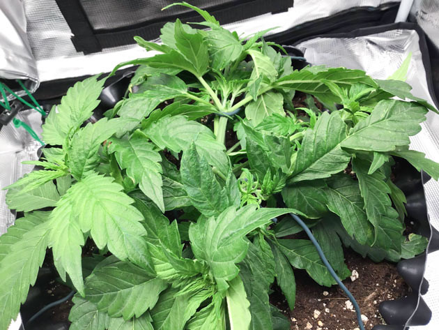 Увеличение шишек Годзилла кукис авто после топпинга