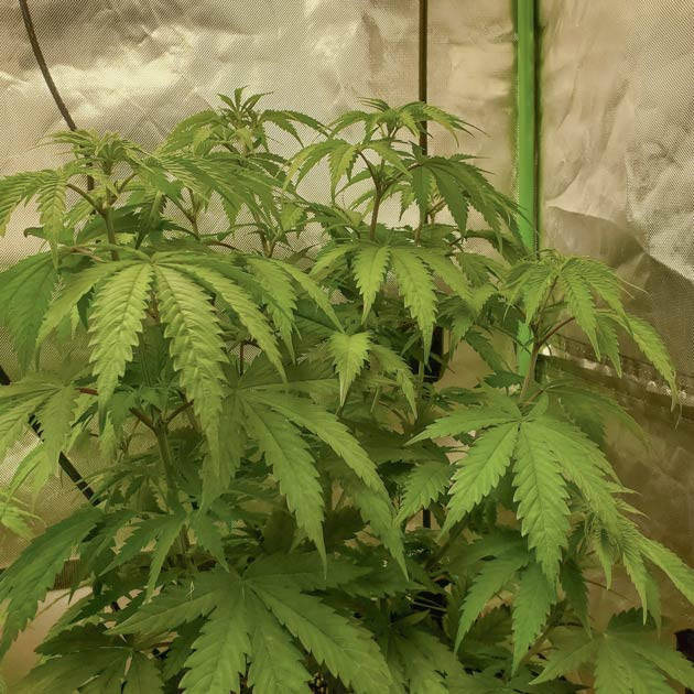 Подготовка куста Bruce Banner #3 к цветению