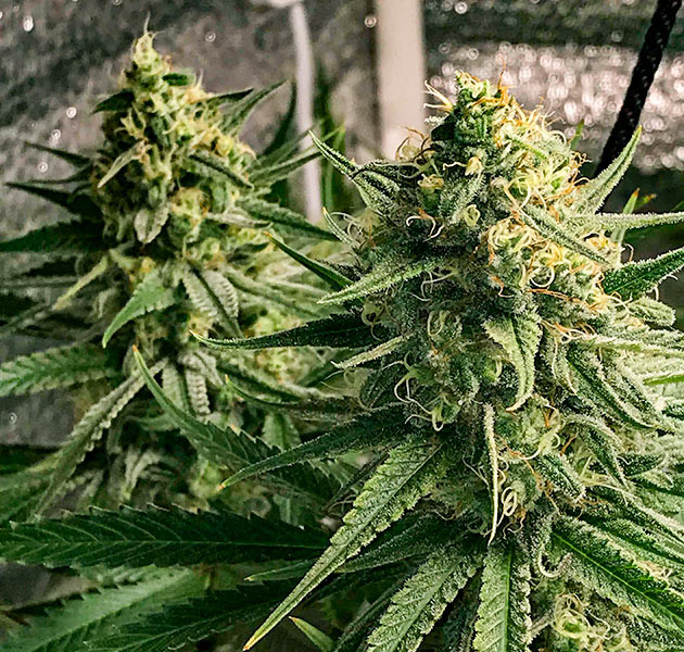 подготовка к харвесту LSD