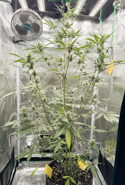 Как увеличились шишки CBD Lemon Auto