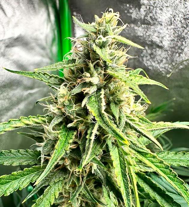 Соцветия конопли, покрытые толстым слоем смолы