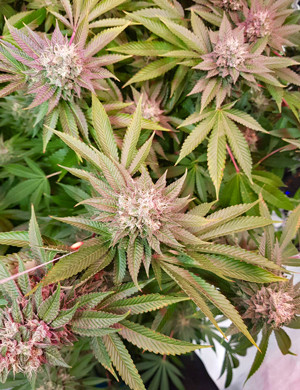 Соцветия пурпурного цвета