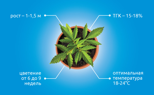 Особенности выращивания индики