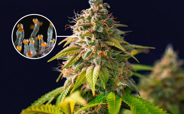 Янтарные трихомы марихуаны