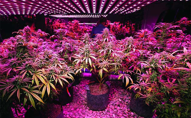 Грамотное освещение для улучшения терпенового профиля