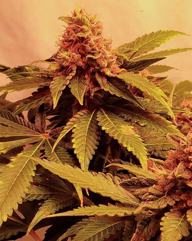 Регулировка расстояния до лампы при выращивании Glue Sherbert 