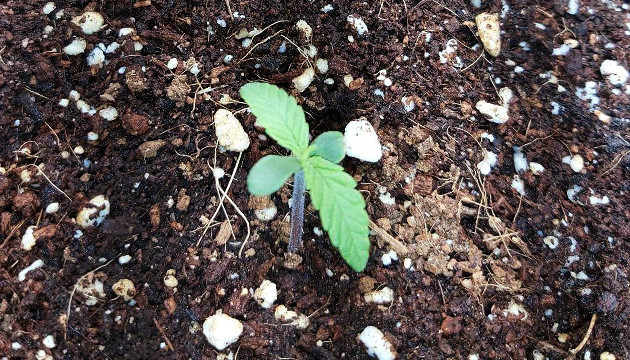 Росток марихуаны