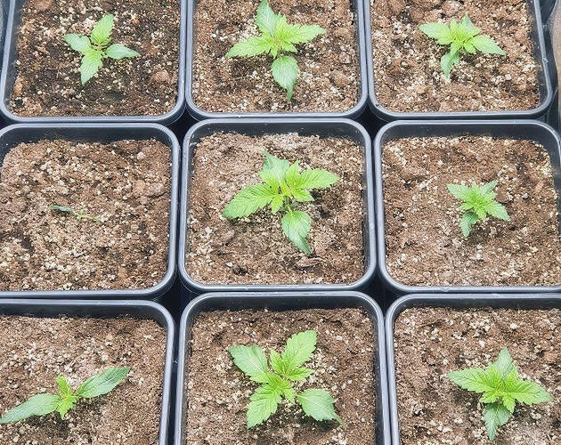 Biscotti Mintz дневник по выращиванию