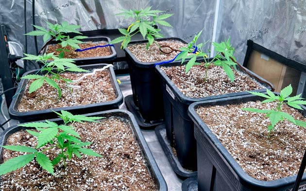 3 неделя выращивания сорта Medusa F1 Auto