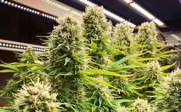 Однородные шишки по всему кусту