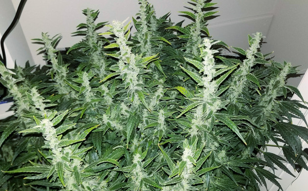 Бошки Lemon AK auto fem на 11 неделе роста