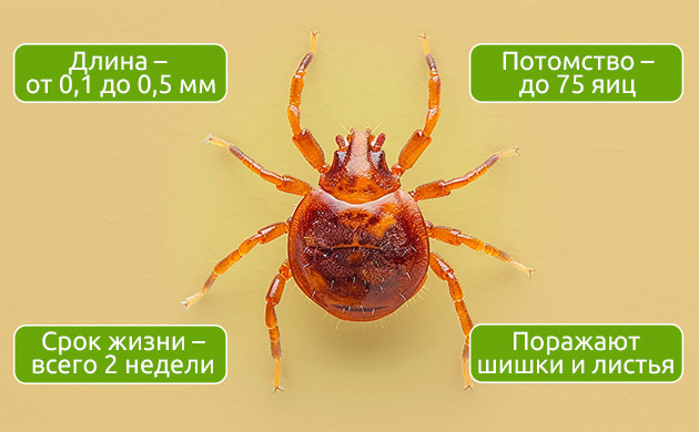 Внешний вид микроскопических клещей