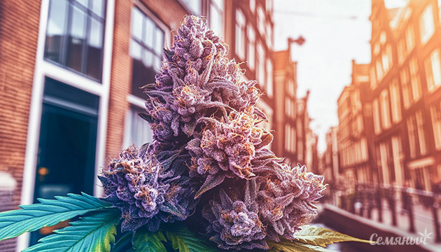 Сорт конопли Black Domina