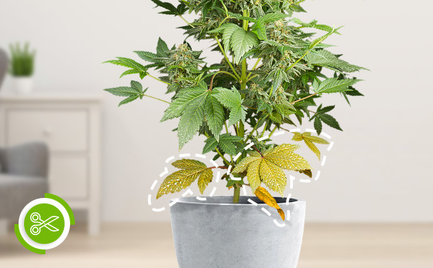 Обрезка нижних листьев на этапе цветения