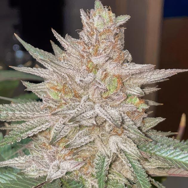 Созревшая шишка сорта Punchberry Cookies RBX