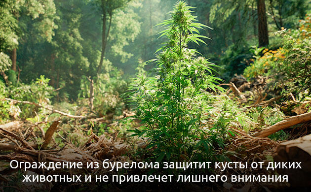 Маскировка каннабиса в условиях дикого аутдора
