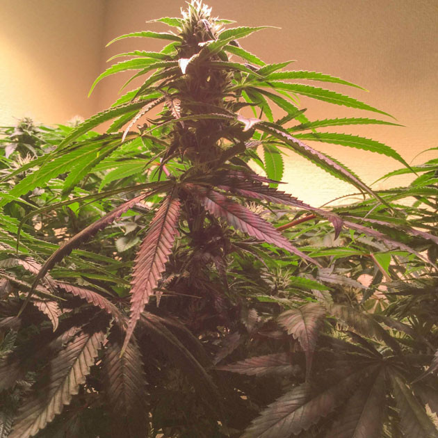 Пурпурная красота: Blueberry Headband в полном цвету