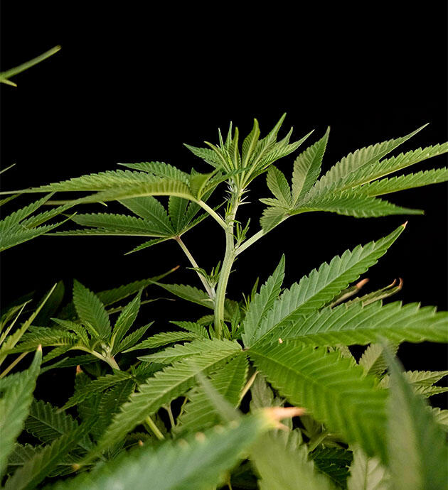 Куст Tropicana Cookies FF от FastBuds на 7-8 неделе