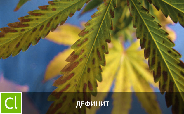 Листья при дефиците хлора