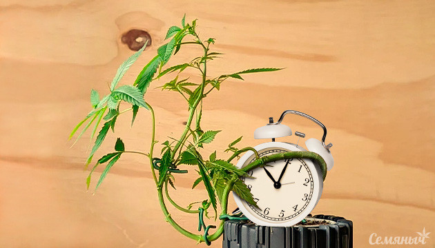 Применение метода LST для автоцветов