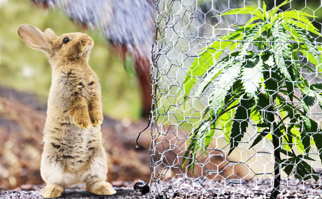 Железная сетка для защиты кустов каннабиса