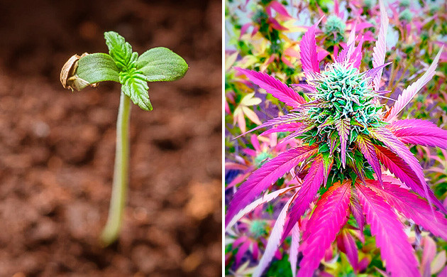 Цвет конопли в зависимости от стадии роста