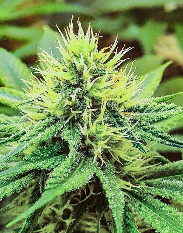 Формирование и уплотнение шишек на поздней стадии