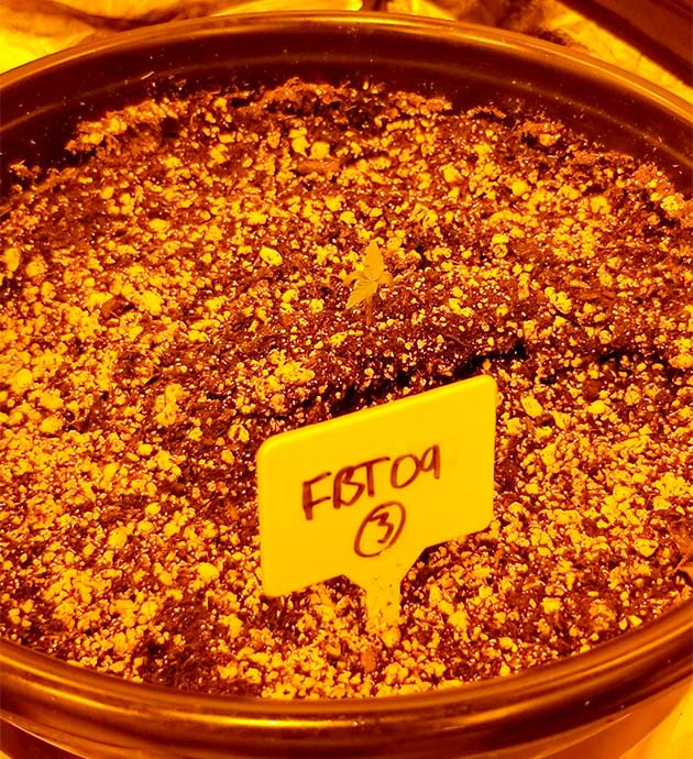 Проращивание семян конопли Original Auto Sour Diesel