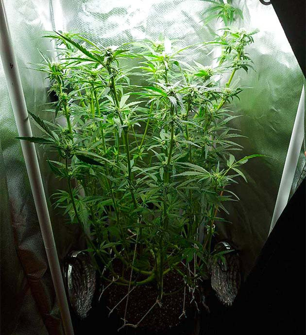 Перевод на цветение куста Auto Cinderella Jack