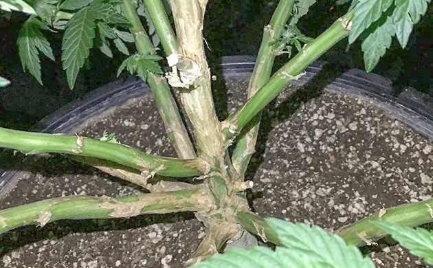 Род почвенных грибов Fusarium