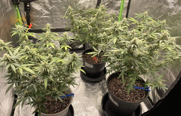 Blueberry Muffin: шаг 7 подкормки