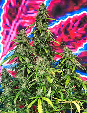 Зрелый куст Bruce Banner Auto