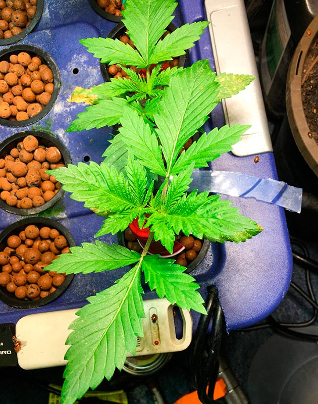 Росток Shiskaberry уплотняется