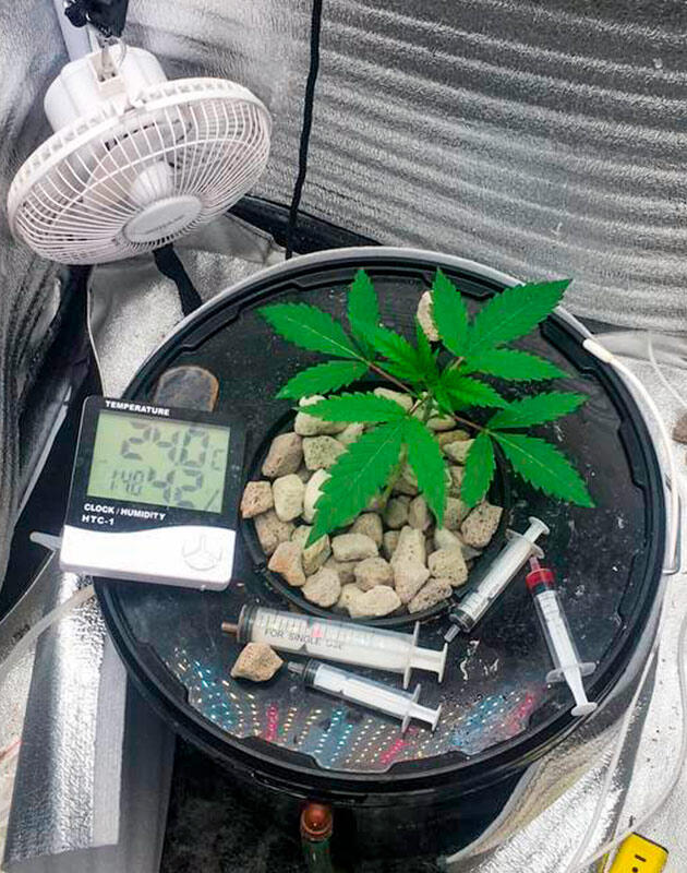 Каннабис с повреждённым стеблем под лампой