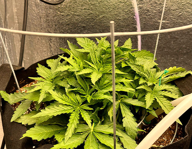 Дефолиация конопли