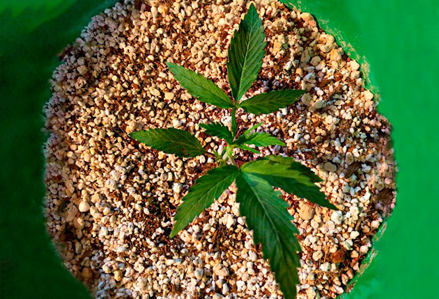 Куст ростом 10 см на 21 дне выращивания 