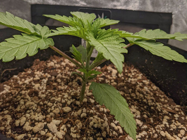 Вторичная обрезка листьев Bruce Banner Auto