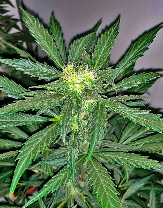 Куст Zkittles Auto от сидбанка Семяныч на стадии цветения