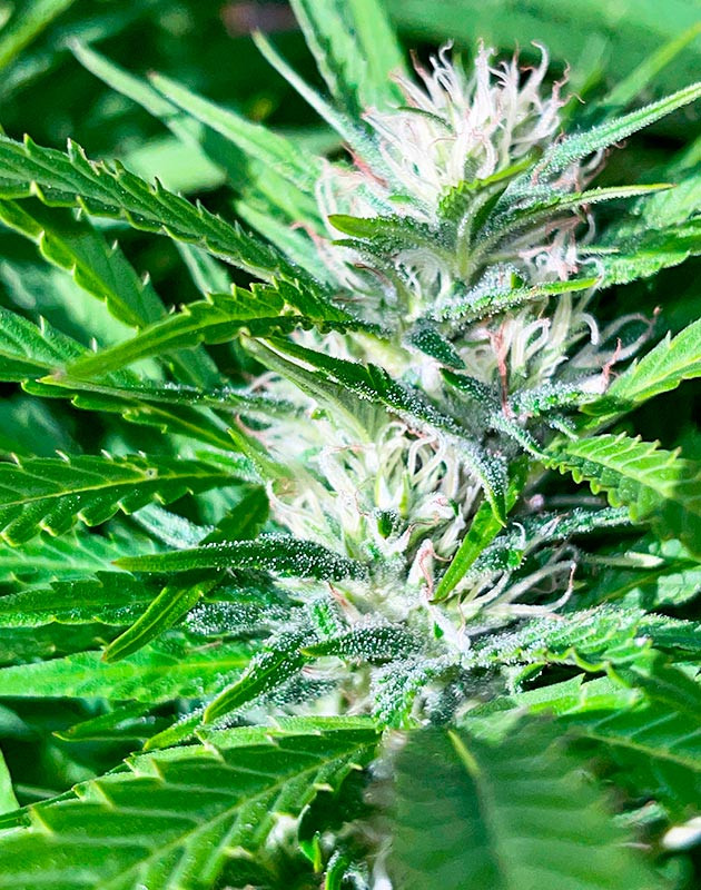 Bruce Banner #3 дневник по выращиванию