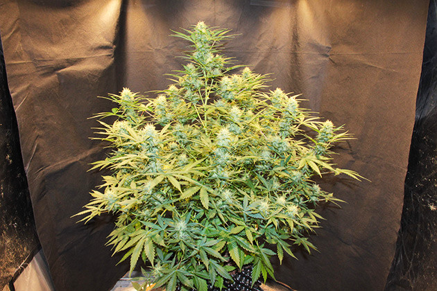 Куст на 9 неделе выращивания