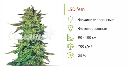LSD от Семяныча