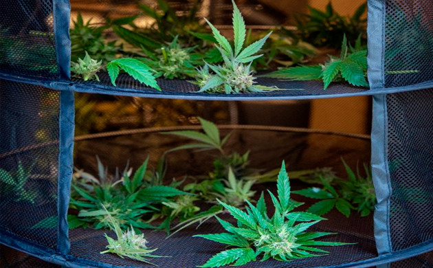 Сушка урожая