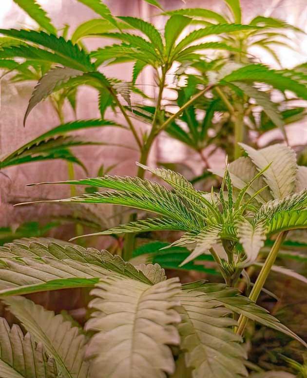 Кусты NUGGZ R1 от ETHOS Genetics на 6 неделе