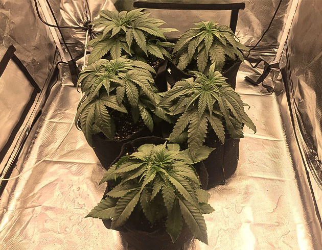 3 неделя вегетации