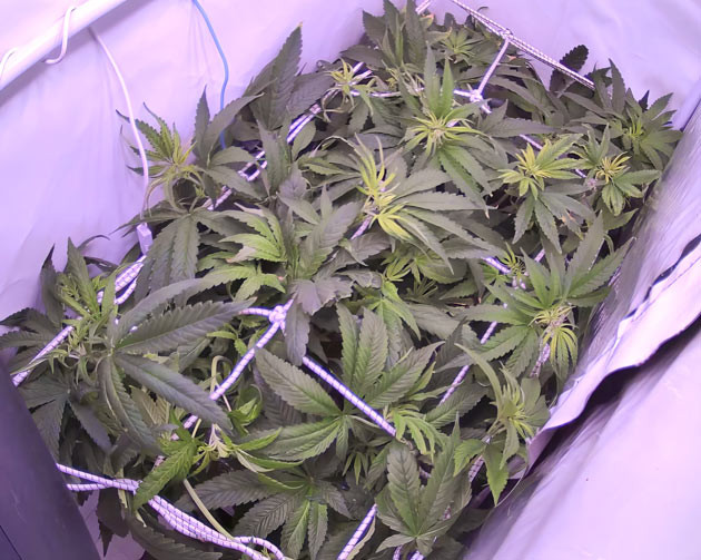 Стимуляция цветения сорта Bruce Banner