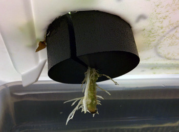 Корень клона Fruit Punch на 3 неделе выращивания