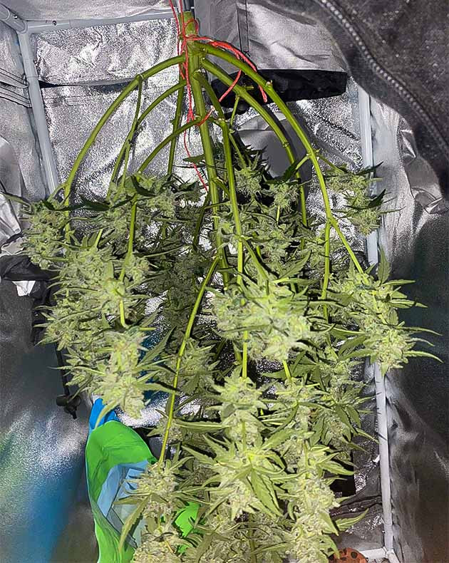 предхарвест кустов Banana Purple Punch Auto